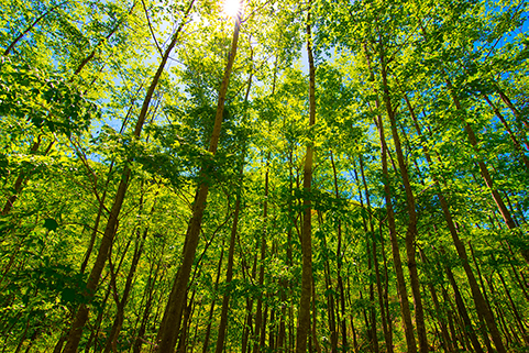 グリーン化事業イメージ